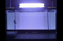 Mental health research tool: Robot aquarium fish of horror