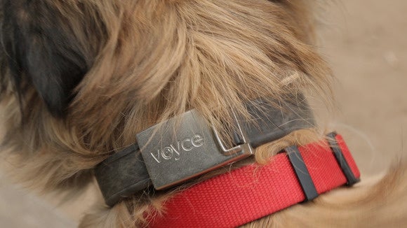 voyce collar fastner