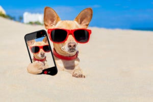 dog_phone_selfie_photo