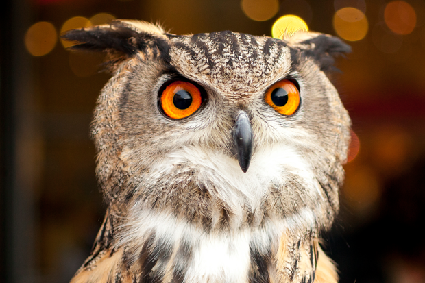 wise smart owl alert awake aware