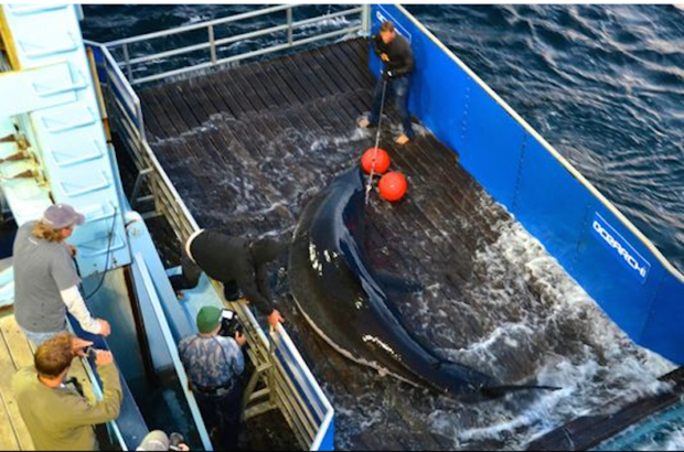 Mary Lee being tagged OCEARCH