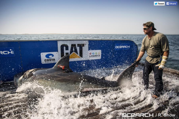 Katharine great white OCEARCH