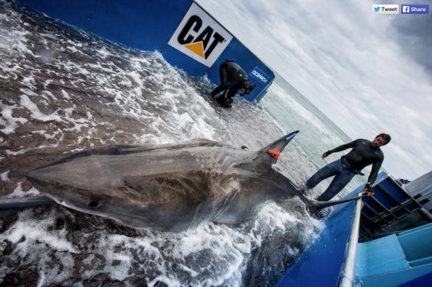 Lydia the great white shark OCEARCH