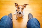 Microsoft and SAP: Old dogs learning new tricks