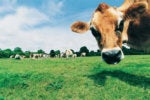 closeup of cow in grassy field