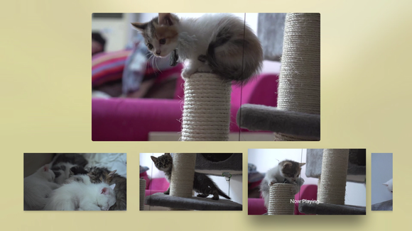 kittens tv