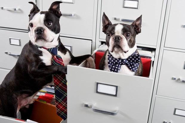 14 Rules For Creating A Bring Your Dog To Work Policy Cio