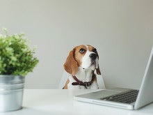 To get digital, be the dog