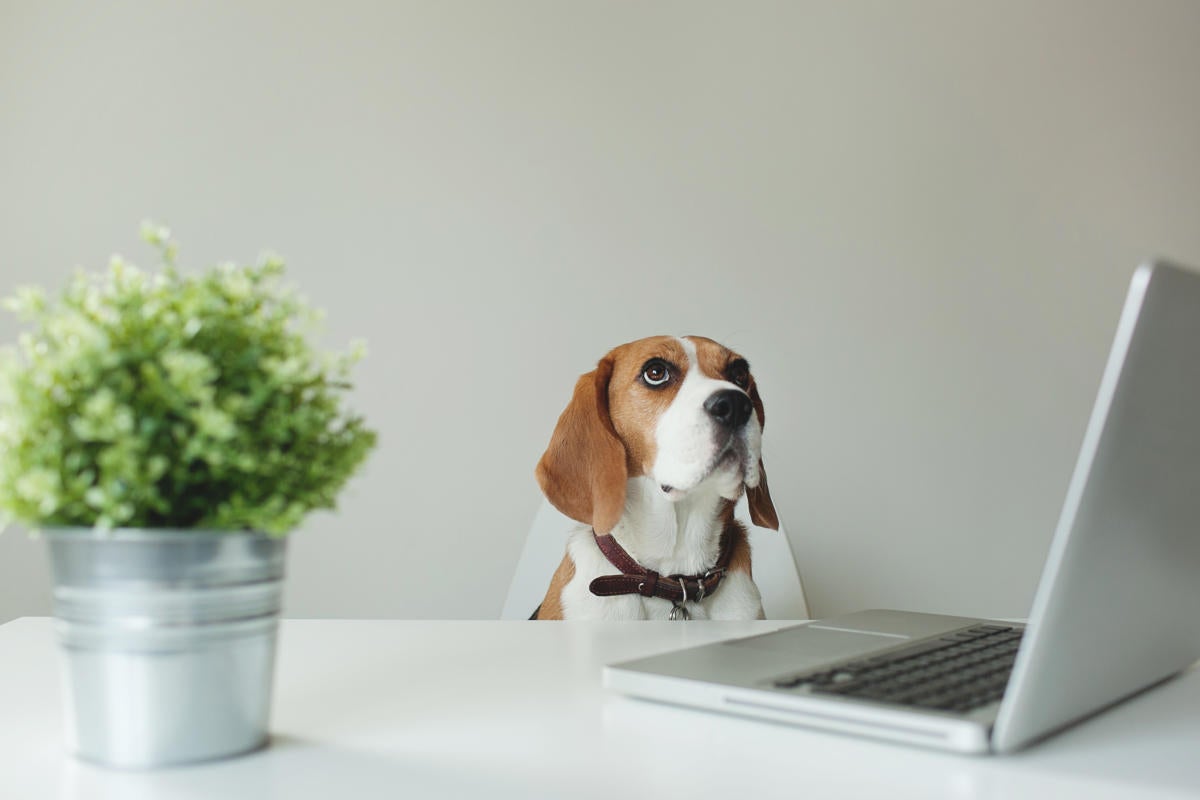 beagle dog sitting at desk with green plant and laptop