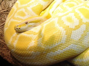 fat burmese python yellow snake