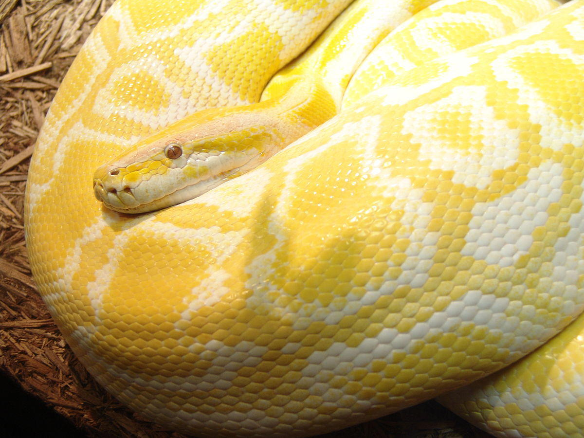 What is Python? Everything you need to know