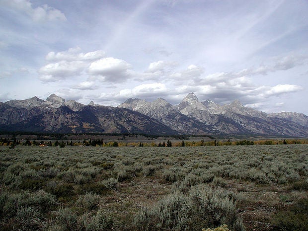 Moose Wyoming