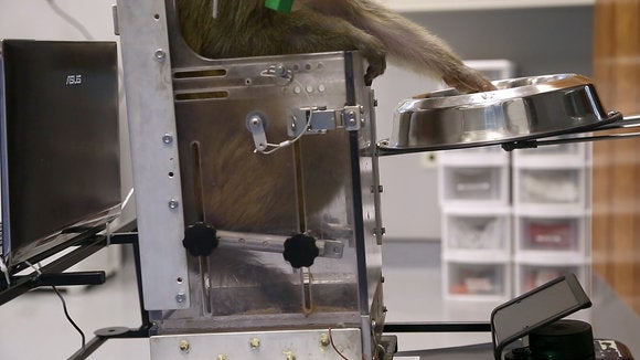 duke health nicolelis primate brain machine interface1