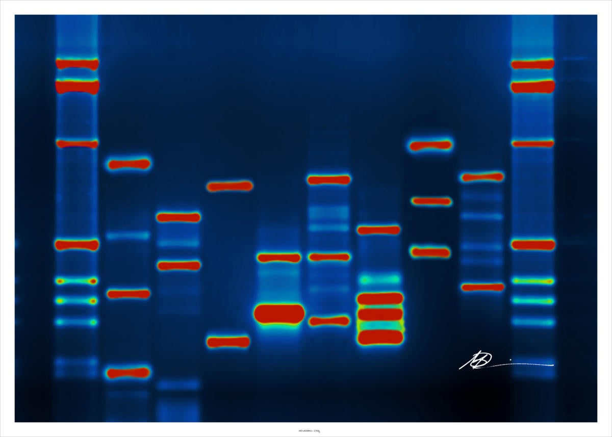 DNA fingerprint genetics