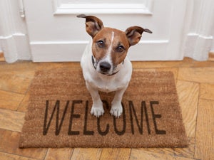 Dog on a welcome mat [HOLD for Computerworld's Best Places to Work in IT 2017]