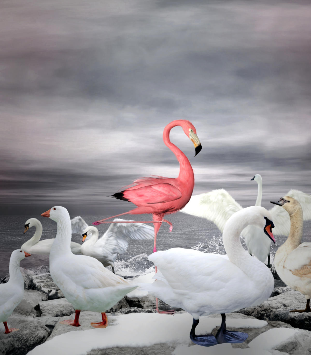 one pink flamingo in a group of white geese swans