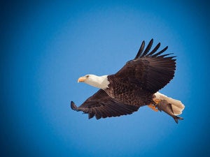 First look: Google Cloud Machine Learning soars