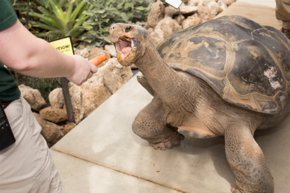 pokemon go toledozoo turtle