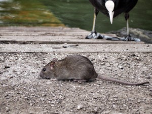 Gender equality? I smell a rat