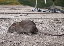 smell a rat 5