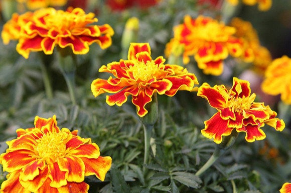 A collection of marigolds.