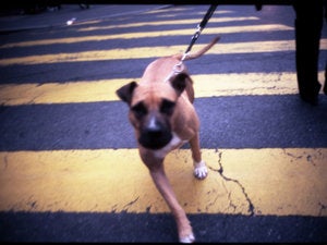 Are you a Great Dane or a Chihuahua?