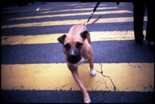Are you a Great Dane or a Chihuahua?