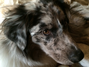 Building a Raspberry Pi-powered Barkometer, Part 1