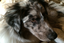 Building a Raspberry Pi-powered Barkometer, Part 1