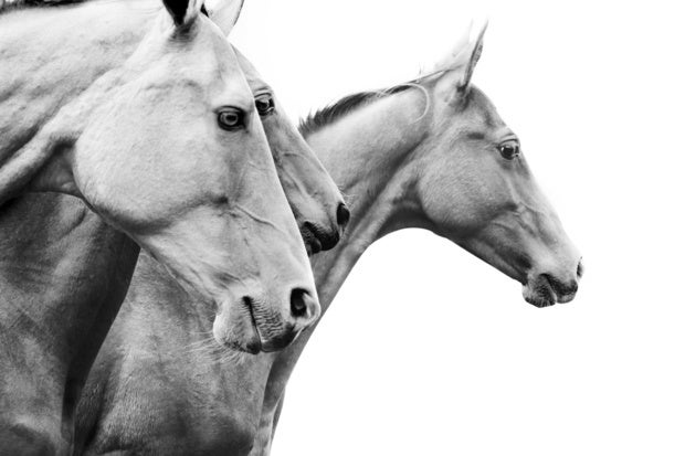 Image: Handicapping the AI modeling horse race