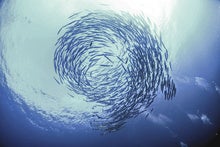 Why swarm intelligence enhances business and Bitcoin