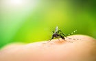 Mosquito-repelling apps don't work—but these gadgets do