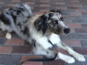 Building a Raspberry Pi-powered Barkometer, Part 2
