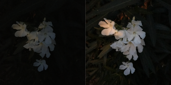 iphone7 camera test flowers