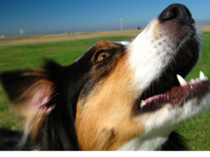 Building a Raspberry Pi-powered Barkometer, Part 4