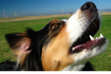Building a Raspberry Pi-powered Barkometer, Part 4