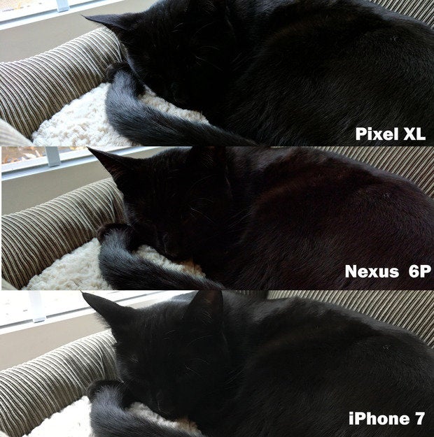 pixel xl cat