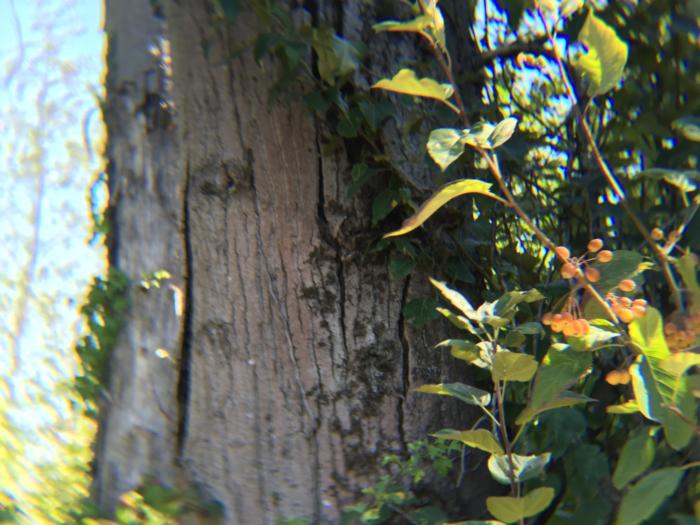 CamKix Camera Lens Kit sample shot