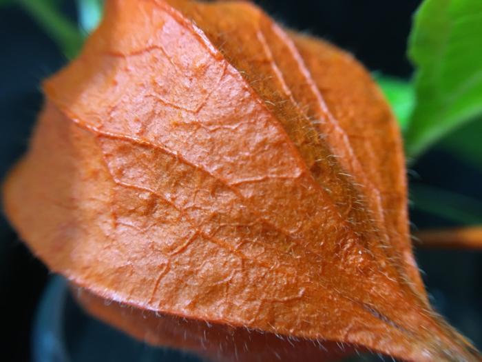 CamKix Premium Universal 2in1 macro sample shot