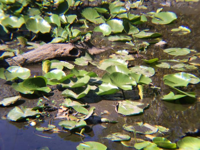 CamKix Universal Smart Phone Camera Lens sample shot