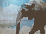 Lifting big data to the sky: Hadoop-as-a-Service is gaining rapid traction