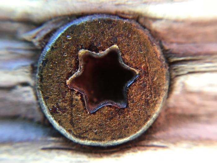 Olloclip 4-in-1 Lens macro sample