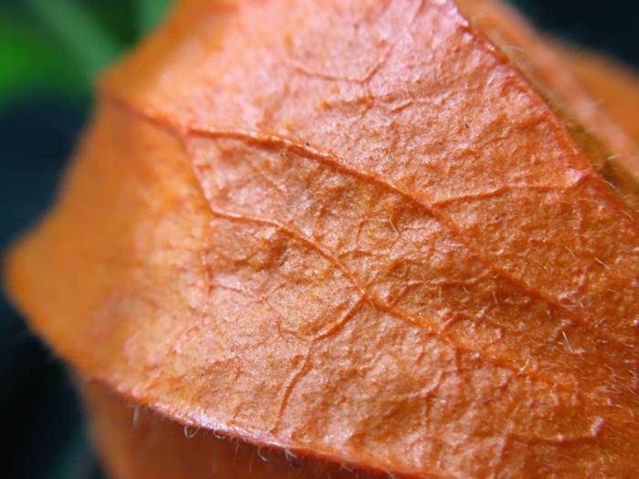 Olloclip 4-in-1 Lens macro sample
