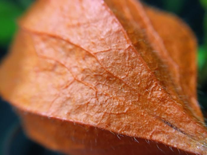 Olloclip 4-in-1 Lens macro sample