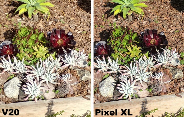 v20 v pixel xl succulents