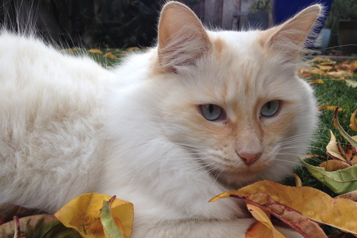 Artificial intelligence, instrumental convergence, and photos of cats