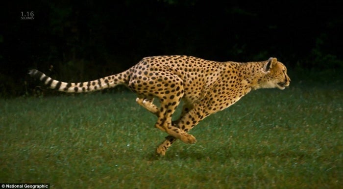 cheetah run speed fast quick predator animal wildlife
