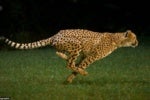 Linux: Is Chrome the fastest web browser?