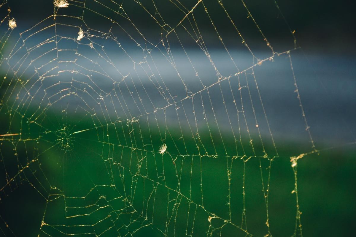 spider web assembly