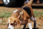 Don’t wag the dog: digital transformation starts with company strategy